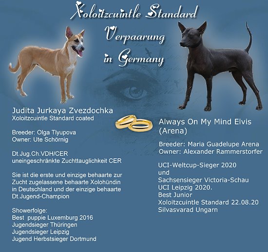 Bild "Xoloitzcuintle:judita_elvis_k.jpg"