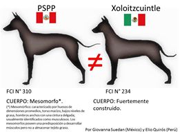 Bild "Xoloitzcuintle:perro_2.jpg"