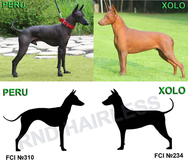 Bild "Xoloitzcuintle:rasse1.jpg"