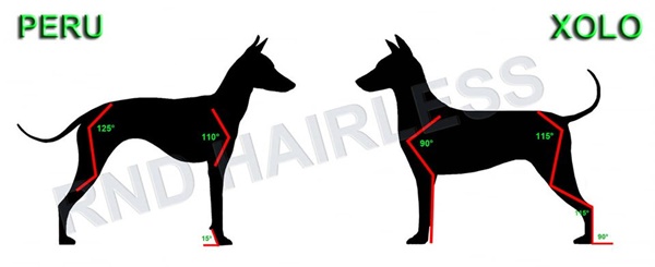 Bild "Xoloitzcuintle:rasse4.jpg"